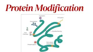 Protein Modification steps