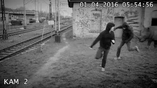 Fatalna pomyłka złodziei węgla. Wypuścili dzikie zwierzęta