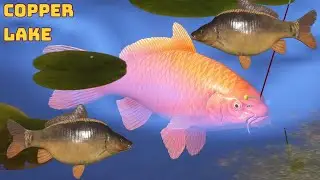 Orenji Ogon & C2 slow spot no PVA Copper Lake (104) | Russian Fishing 4 RF4