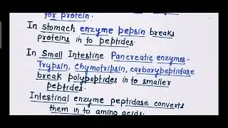 Metabolism of Protein. UNIT- 7 Digestive System BSc Nursing Physiology 