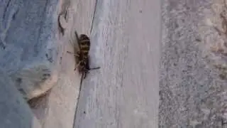 Шершень Поспать не дают (Do not give a sleep Hornet)