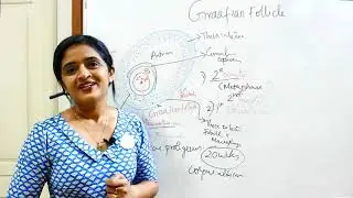 GAMETOGENESIS-PART 4-GRAAFIAN FOLLICLE-DR ROSE JOSE MD DNB