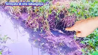 mancing belut spot parit sawah lihat hasilnya mantap-mantap.