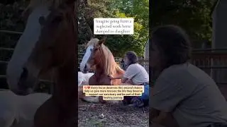 #rescuehorses#sanctuarylife #viral#reels#shorts#foryoupage#youtubeshorts#horse.