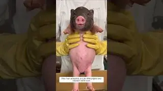 This man adopted a cute little piglet and raised it with love #animalshorts #shortvideo
