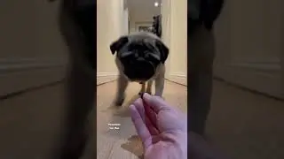 | PUGS ❤️ BLUEBERRIES 2022 | What do pugs eat 2022? | #shorts