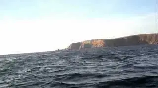 Whales at Bodega Bay