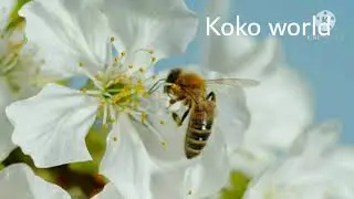 #Macro-abeille sur le chardon