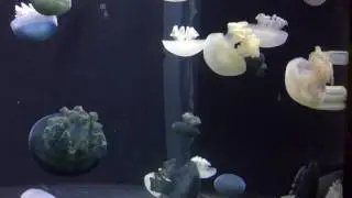 Blue Blubber Sea Jelly
