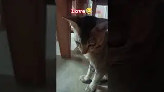 love #cover #singer #cat #lifeisbutadream #cuteanimal
