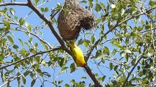 R&uuml;ppell's Weaver, Ploceus galbula, F&ocirc;ret du Day, Djibouti, 29 Dec 2014 (2/6)
