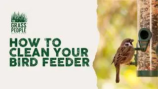 How to clean your bird feeder