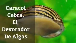 🔵 Caracol Cebra, Neritina Natalensis,El D&eacute;vorador De Algas Profesional (Acuarios MB)