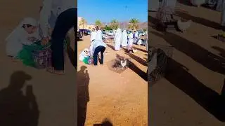 Saudi Arab Bazaar 🐇 Kabutar, Khargosh#SaudiArabBazaar #SaudiArab #Kabutar #Kabootar #Pigeon# short