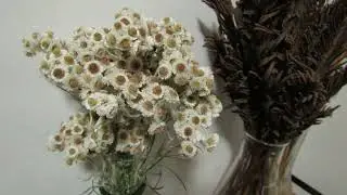 Pearly Everlasting Dried Floral Bouquet