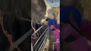Funny pony 🤣 #likit #ponylover #funnyhorsevideos #equestrianlife