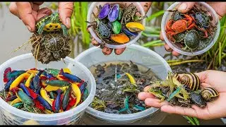 POV Mud Fishing! Scooping Up Colorful Betta Fish, Turtles & Crabs by Hand