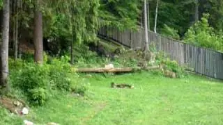 Juraparc/Vallorbe: Les loups d&eacute;fendent leur territoire !