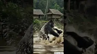 Gorilla vs Black Panther!!! brutal matchup in the river🦍
