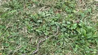 Eastern Milksnake (Lampropeltis triangulum)