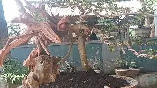 BONSAI/SANTEKI ASLI RA'AS MADURA SUMENEP