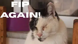 CONFIRMED Chilli Pepper 🌶️ has FIP again.