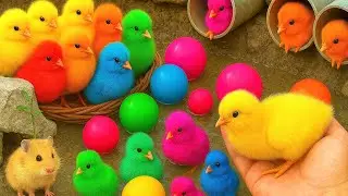 Funny Chickens, Colorful Ducks, adorable hamsters and bunnies: Unique Pet Compilation!