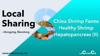 China shrimp farming,The healthy hepatopancreas with better growth, Importance of hepatopancreas/gut