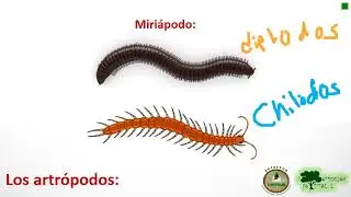 Los Artrópodos, Que son?, Características e importancias para la humanidad (Clase 1)