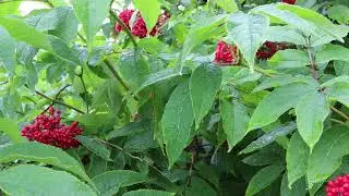 Canon 90D 4k video sample red berries