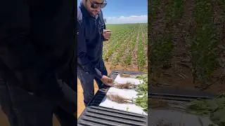 Alga Lithothamnium em soja! PrimaSea Primaz #agro #soja