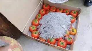 DO YOU KNOW YOU CAN KEEP YOUR TOMATOES FRESH FIR MONTHS WITHOUT SPENDING A DIME? 