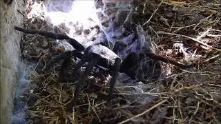 Australian Tarantula by Sharon McGrigor
