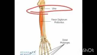 Muscle of forearm part 2