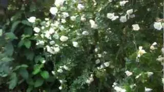 Eucryphia
