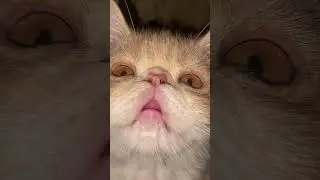 Его шок в шоке 😨 #rap #music #freestyle #hiphop #newmusic #кузя #cat #веселыекоты #прикольныекоты
