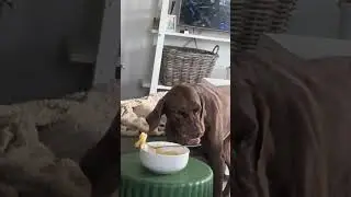 This Dog Temptation Test Is Hilarious 😂