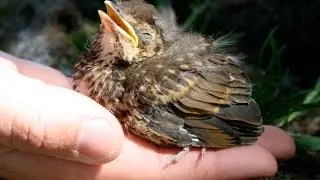 Catfish Eats a live bird!! *Warning Graphic Content*