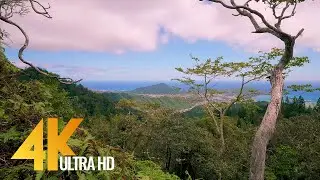 Hawaiian Nature 4K Video, Oahu - 3 Hour Long Nature Relaxation with Nature Sounds - Hawaii, Oahu, US