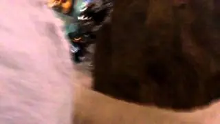 Ski Dubai Bobsleigh run accident