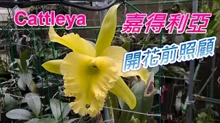 【犀利小農莊70】20251231 卡多利阿嘉德麗雅開花前照顧準備Care and preparation for Cattleya orchids before flowering