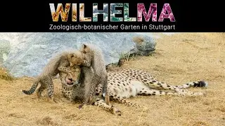 ZOO Wilhelma Stuttgart - 4K (BMPC 6K Pro)