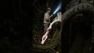 Shocking Safari Discovery Giant Snake Mystery Uncovered Hidden Jungle Beast