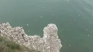 My visit to Bempton cliffs