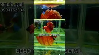NEMO TIGER ROSETAIL BETTA FISH #viralshorts