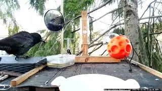 Crow 20220212 081600 crow alert!  what's going on????