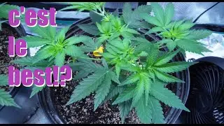Faire pousser des buissons ??!! Pousse Organique avec  Vermibec, Green Rush Nutrients et mars hydro!