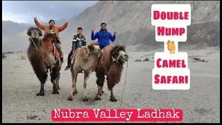 Sand Dune Hunder - Double Hump 🐫 Camel Safari