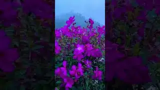 🌸🌸🌸. #flower #nature #exotic #flowers #plants #floweringplants #relaxing #beauty #kerala #relax