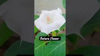 Datura flower 🌸 #like #datura #new #viral #flowers  #youtubeshorts #shorts